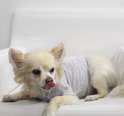COIN1804 Doggy Tee - Burnout Wash Pet Shirt for Dogs & Cats - Pets Perfect