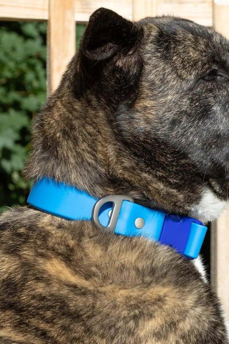 Dockside Adventures Waterproof Dog Collar, Candy Blue / Ultramarine/17 - 20, view 4
