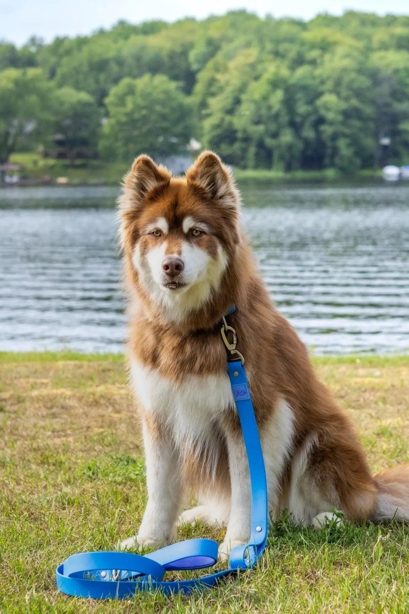 Dockside Adventures Waterproof Dog Leash, view 3