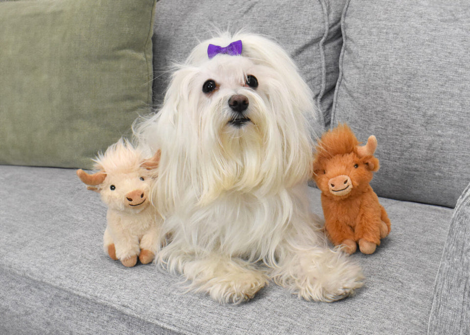 Multipet Highland Cow 5 in