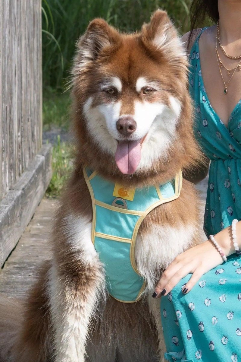 Island Vibes Ultimate Dog Harness, Aqua / Sunshine Yellow/Decide Later, view 5