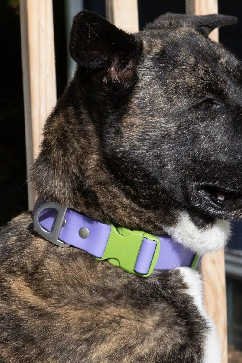 Lavender Garden Waterproof Dog Collar, Lavender / Meadow Green/13 - 15, view 2