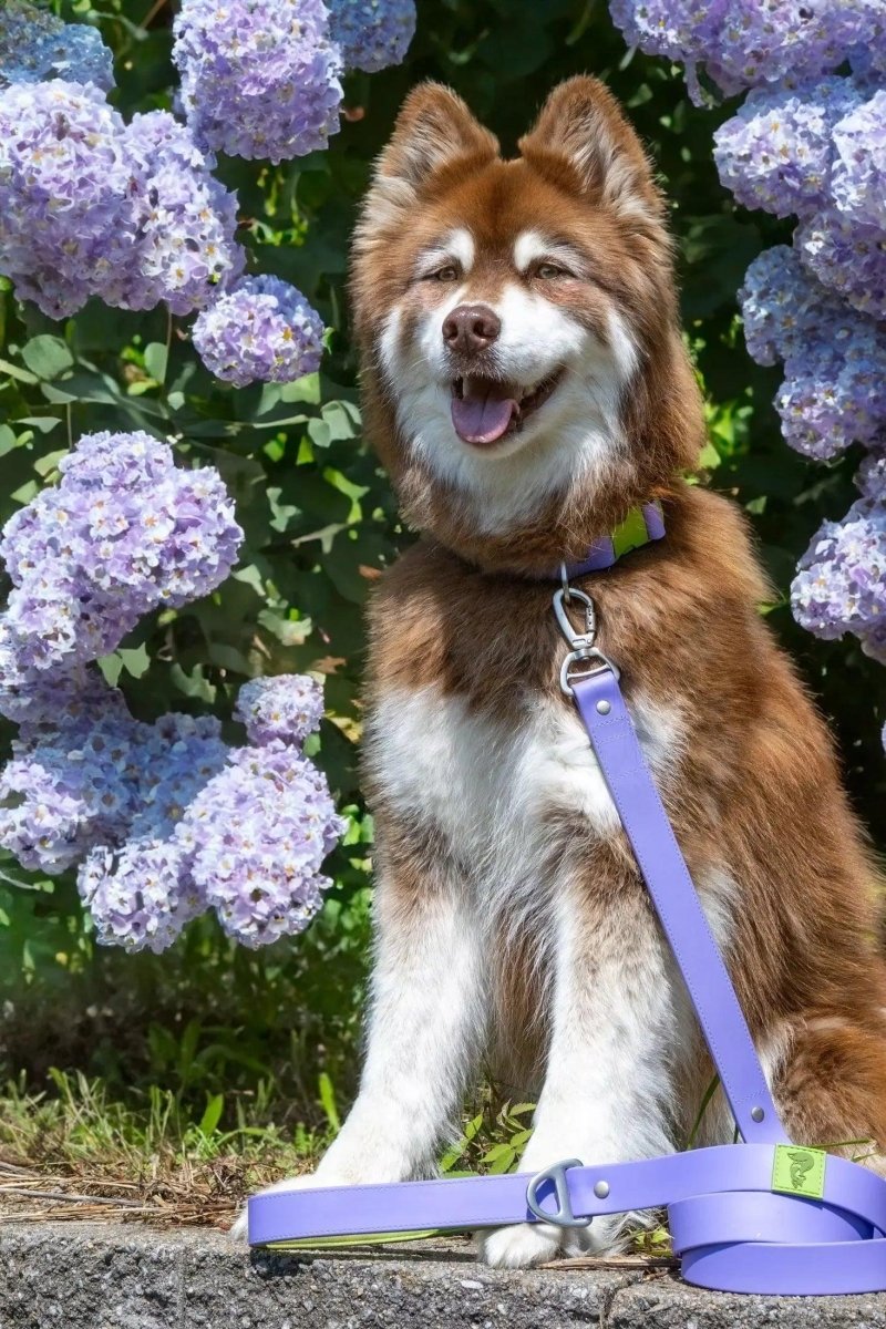 Lavender Garden Waterproof Dog Leash, view 4