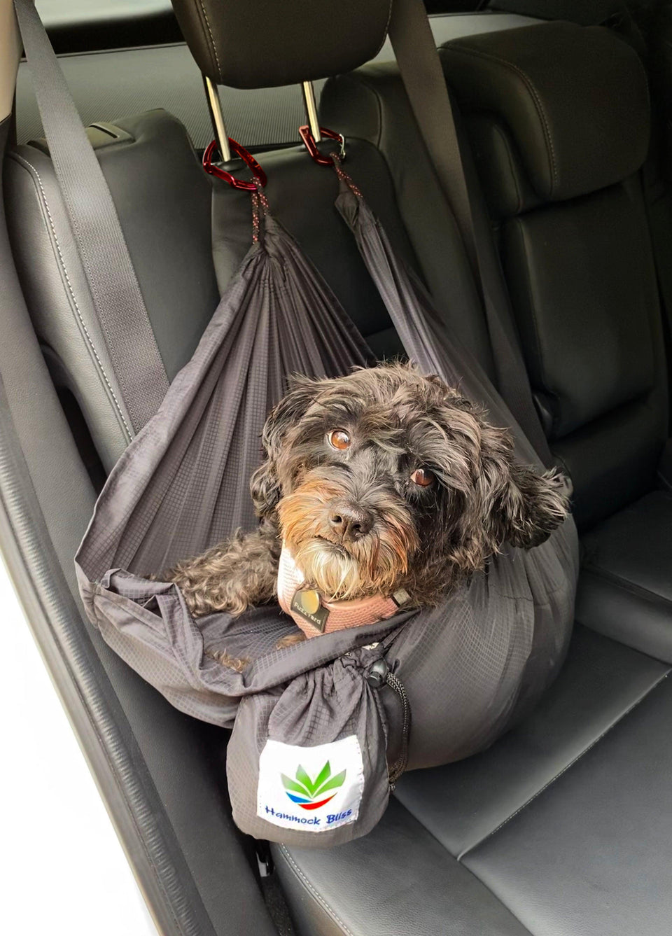 Sky Dog, view 4