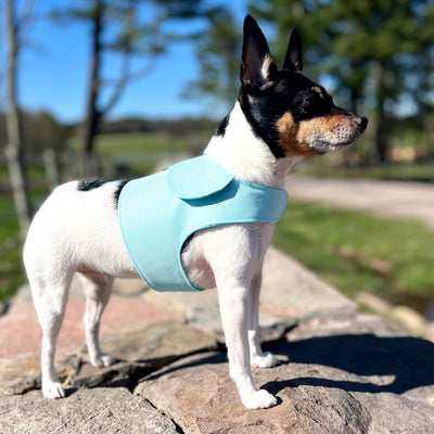 DoggieCoutureNY Aqua Canvas Harness Vest, XXS