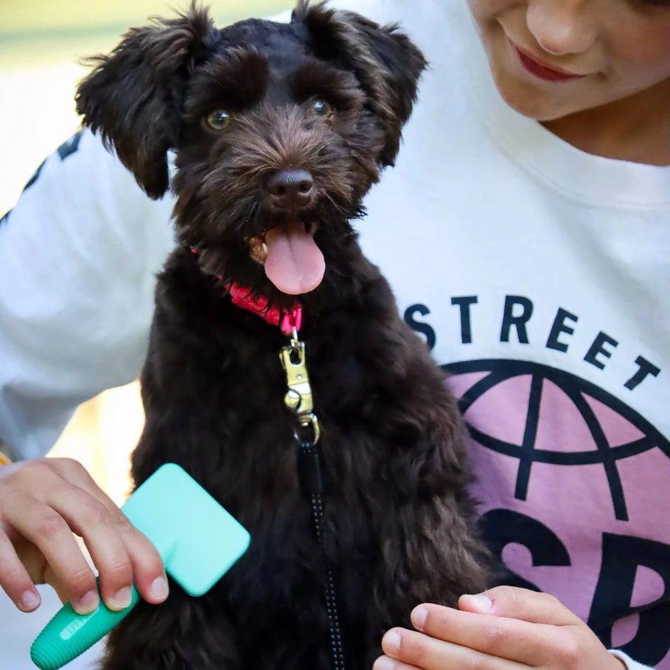 Puppy with tongue out held while being brushed with green comb