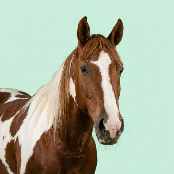 Bay horse portrait