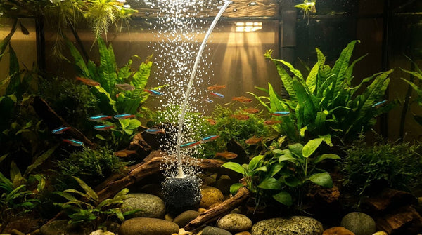 Do Fish Need an Air Pump? The Honest Answer - Pets Perfect