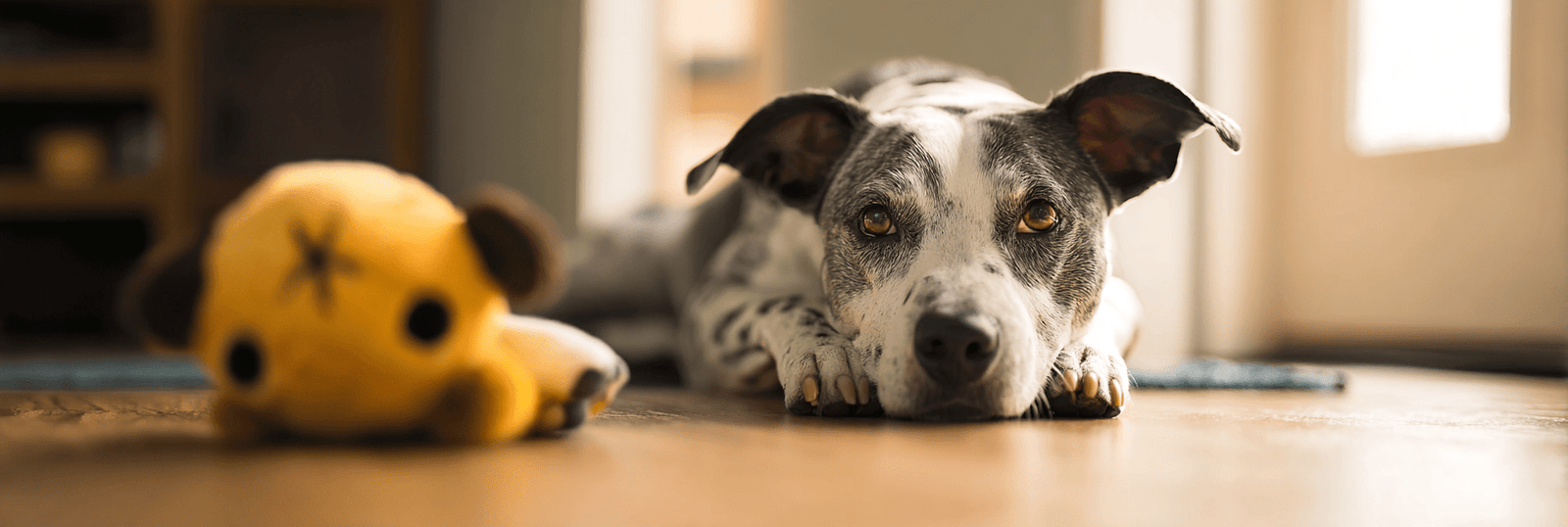 Best Dog Toys for Aggressive Chewers: Tougher Picks That Actually Make Sense - Pets Perfect