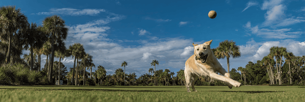 Best Dog Toys for Dogs That Love Fetch: Fun Picks for Dogs That Never Want the Game to End - Pets Perfect