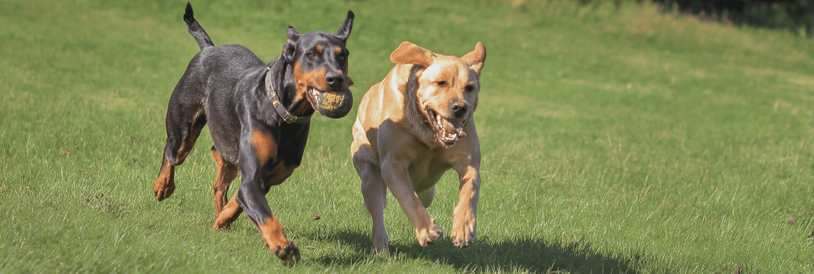 Best Dog Toys for Large Dogs: Durable, Fun Picks for Bigger Mouths and Bigger Play - Pets Perfect