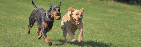 Best Dog Toys for Large Dogs: Durable, Fun Picks for Bigger Mouths and Bigger Play - Pets Perfect
