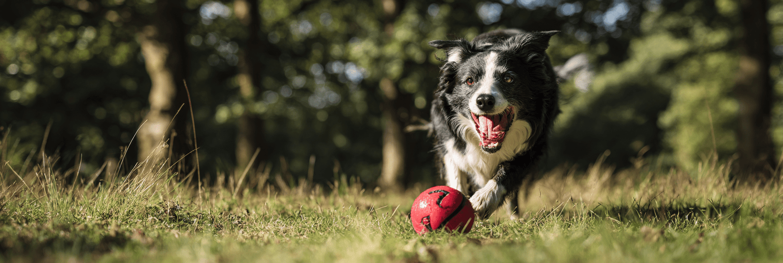Best Dog Toys for Medium-Sized Dogs: The Sweet Spot for Dogs That Want a Bit of Everything - Pets Perfect