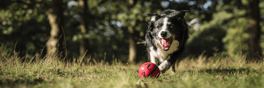 Best Dog Toys for Medium-Sized Dogs: The Sweet Spot for Dogs That Want a Bit of Everything - Pets Perfect