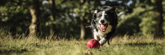 Best Dog Toys for Medium-Sized Dogs: The Sweet Spot for Dogs That Want a Bit of Everything - Pets Perfect
