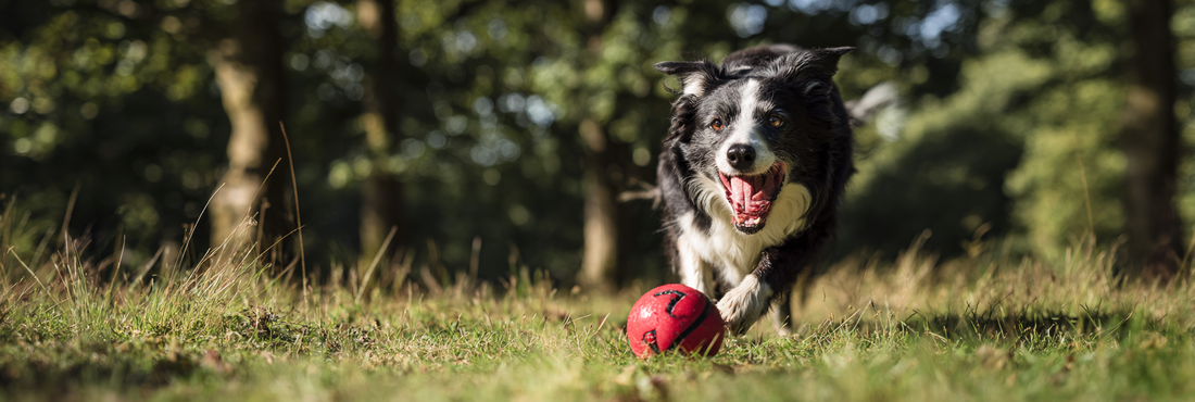Happy Border Collie enjoying outdoor fetch with a durable red dog toy ball in the park