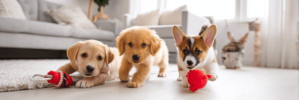 Best Dog Toys for Puppies: Safe, Fun Picks for Teething, Comfort, and Early Play - Pets Perfect