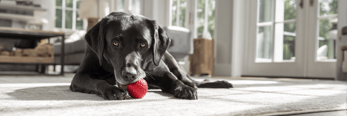 Best Dog Toys to Keep Dogs Busy: Fun Picks for Dogs That Need More to Do - Pets Perfect