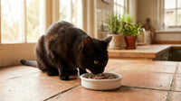 Best Wet Cat Food for Picky Eaters: What Finally Gets Eaten