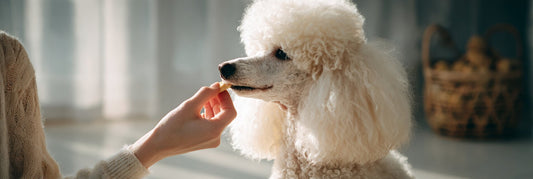 Training with Treats: How to Reward Without Overfeeding - Pets Perfect