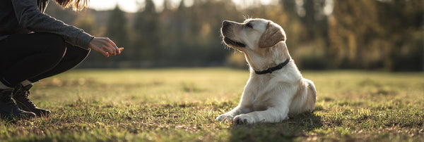 Best Dog Treats for Large Breeds: Healthy, Satisfying Snacks for Bigger Dogs - Pets Perfect