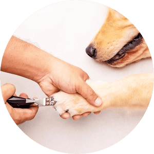 Dog Paw & Nail Care