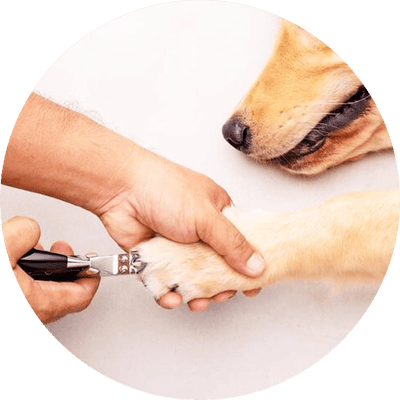 Dog Paw & Nail Care