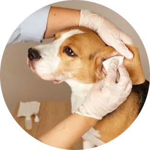 Dog Eye & Ear Care