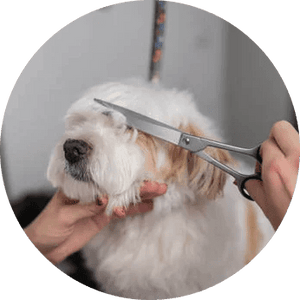 Dog Grooming Shears