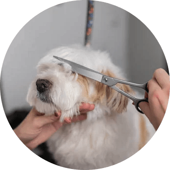 Dog Grooming Shears