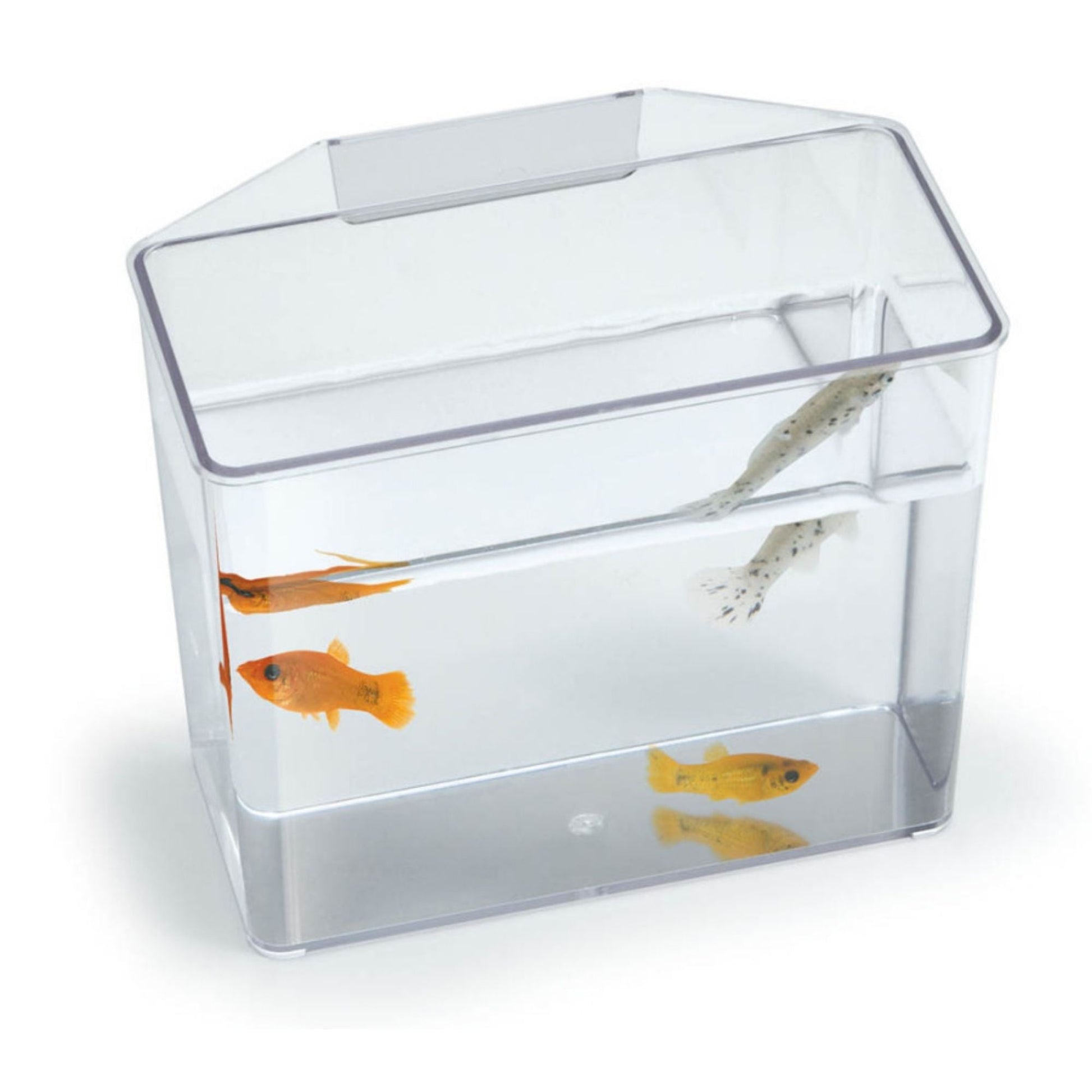 Lee's Aquarium & Pet Products Break Resistant Specimen Container Clear, 1ea/LG