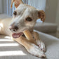 Nylabone Power Chew Dog Toy Original, Medium/Wolf up to, 35 lb 1 ct, view 3