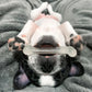 Nylabone Moderate Chew Chicken Chew Dog Toy Chicken, view 9