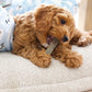 Nylabone Moderate Chew Chicken Chew Dog Toy Chicken, Medium/Wolf up to, view 2