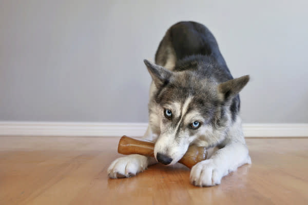 Nylabone Just for Puppies Teething Dog Chew Classic Bone Chicken, view 2
