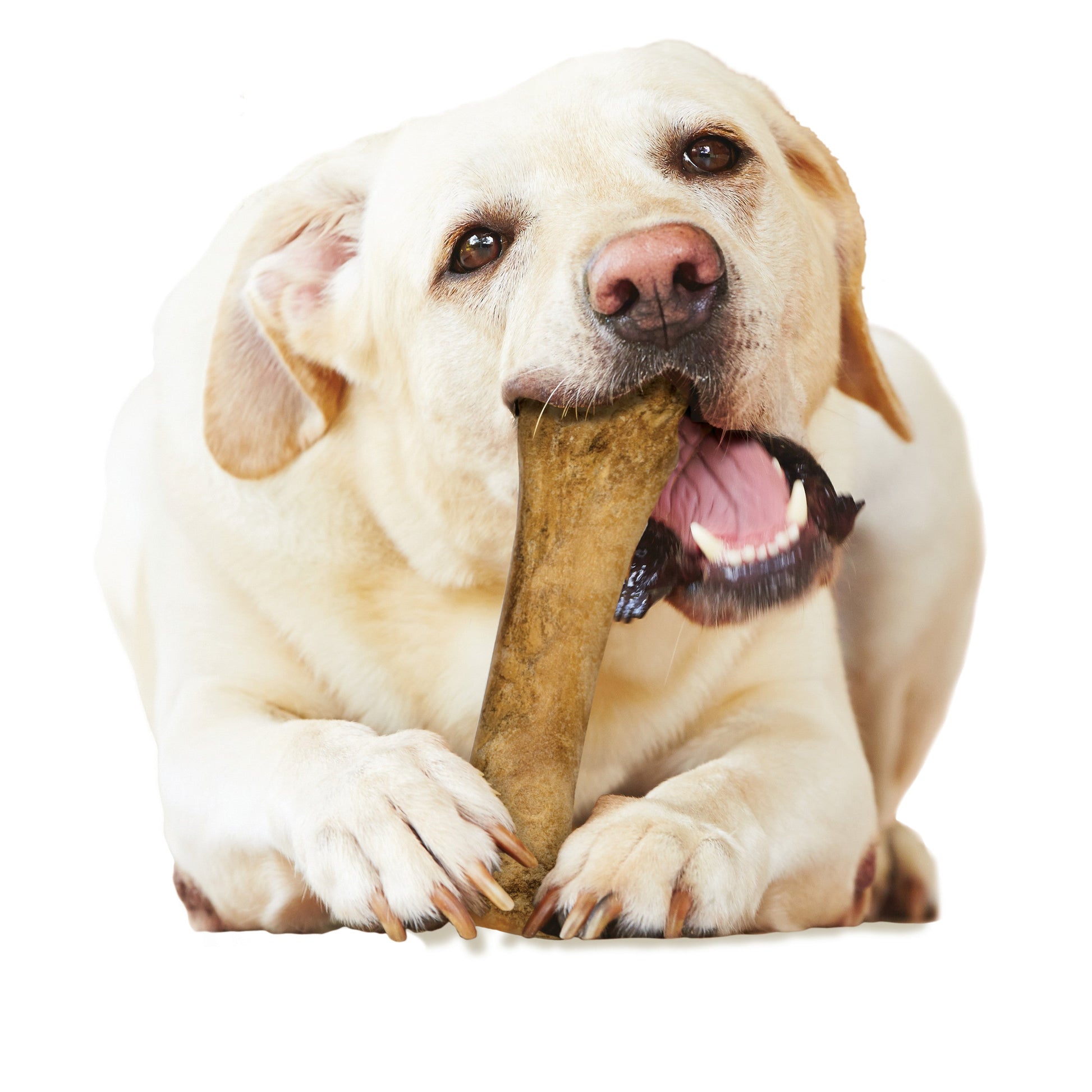 Nylabone Healthy Edibles All-Natural Long Lasting Dog Chew Treats 1 ct, view 4