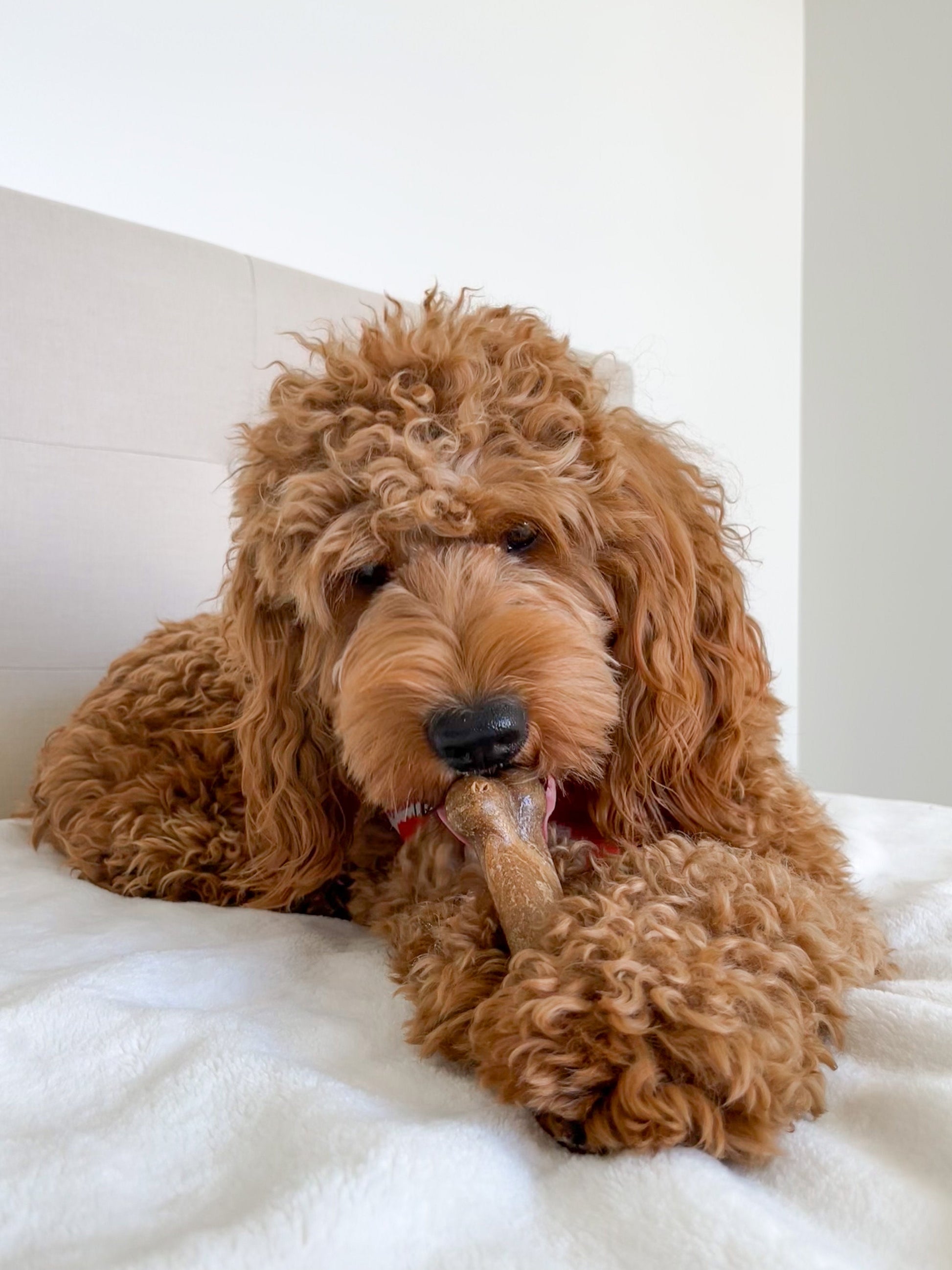 Nylabone Healthy Edibles All-Natural Long Lasting Dog Chew Treats, view 2
