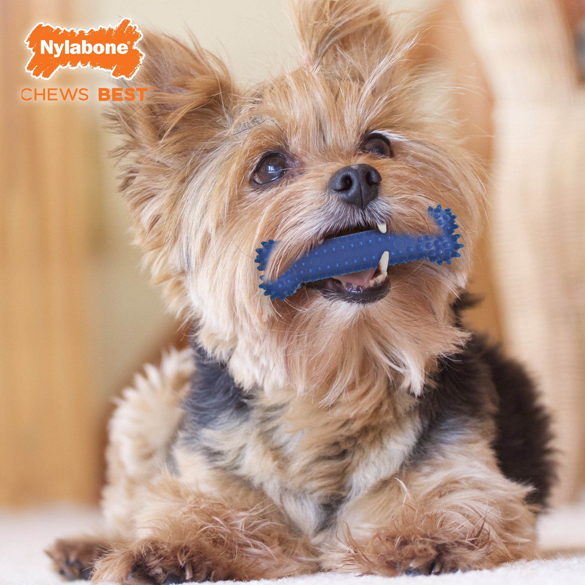 Nylabone Moderate Chew Textured Dog Dental Chew Dog Toy Chicken, Blue, view 2