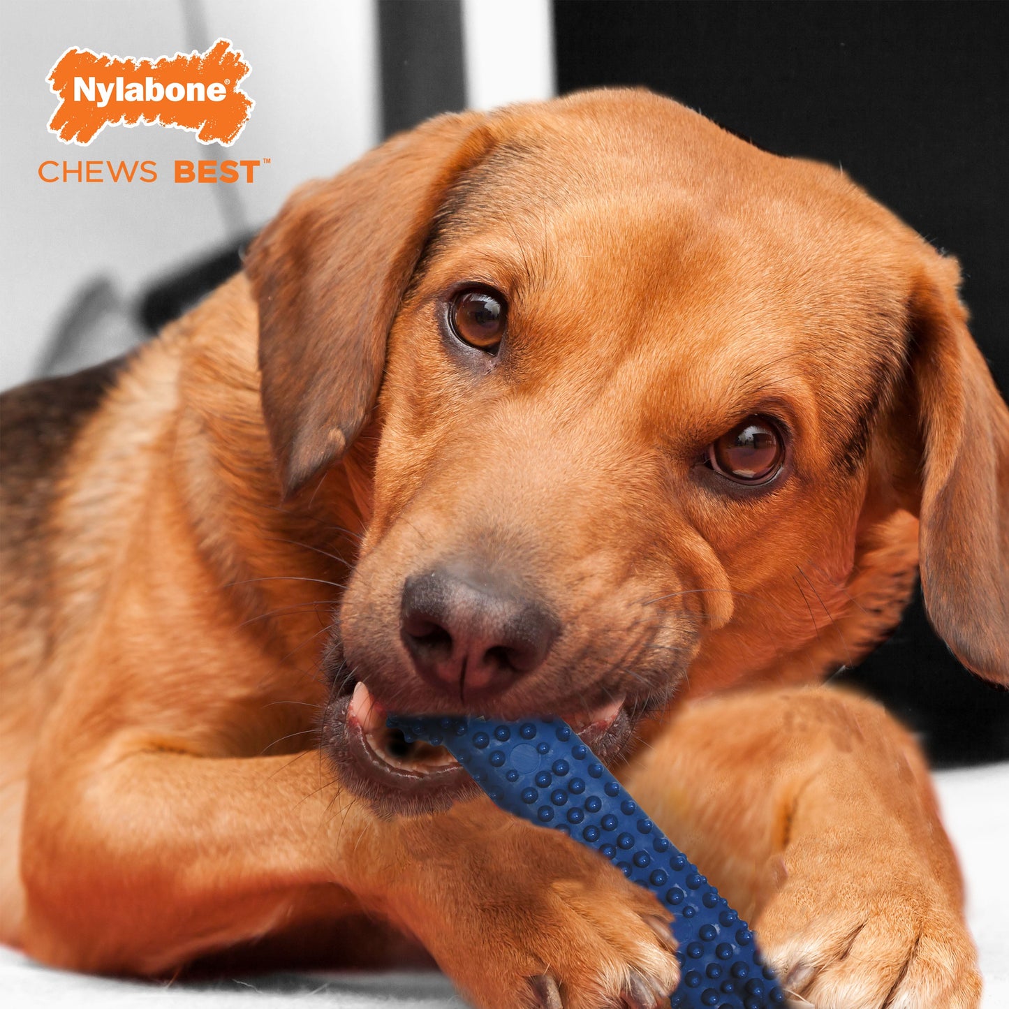 Nylabone Moderate Chew Textured Dog Dental Chew Dog Toy Chicken, Blue, view 2