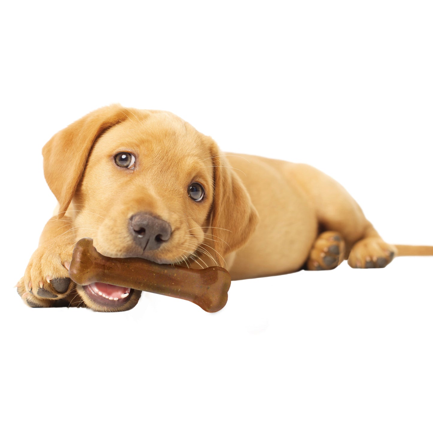 Nylabone Puppy Starter Kit Dog Chew Toys Dog Treat Chicken Bacon, view 5