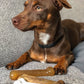 Nylabone Puppy Starter Kit Dog Chew Toys Dog Treat Chicken Bacon, view 11
