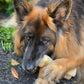 Nylabone Power Chew Femur Bone BIG Dog Chew Toy Chicken, view 2