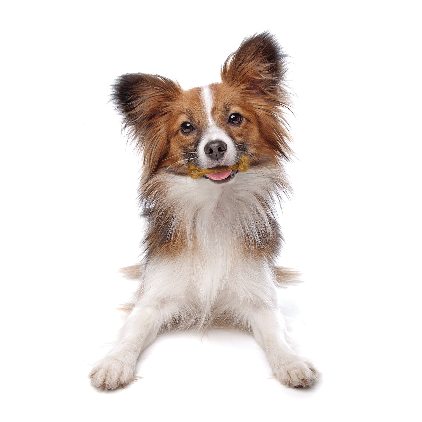 Nylabone Healthy Edibles All-Natural Long Lasting Dog Chew Treats, view 10