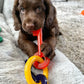 Nylabone Just for Puppies Teething Chew Dog Toy Keys Bacon, view 2