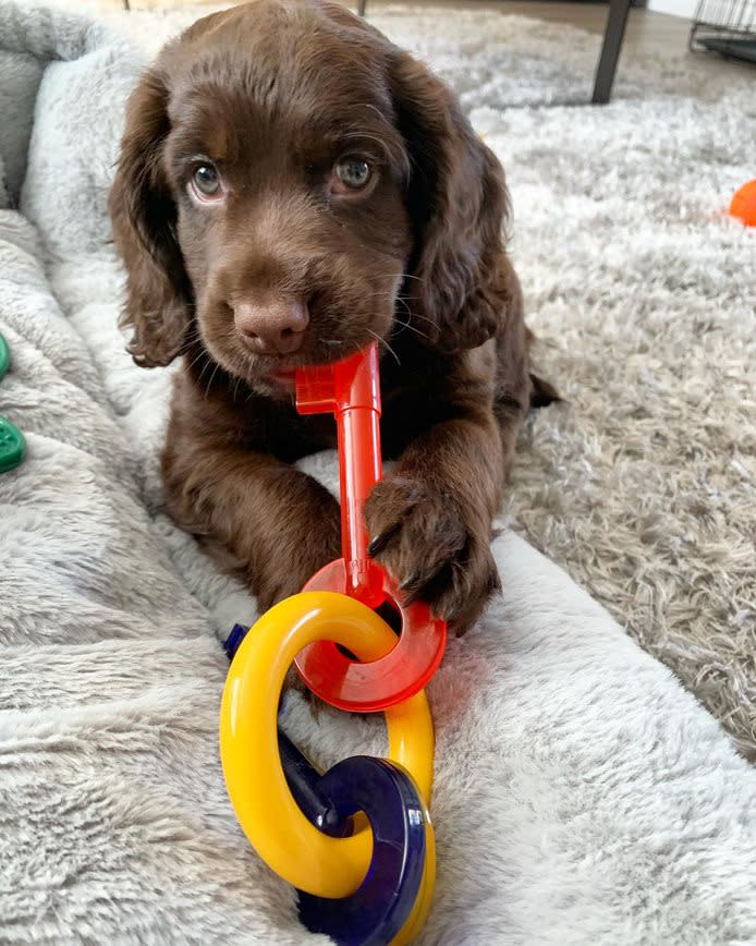 Nylabone Just for Puppies Teething Chew Dog Toy Keys Bacon, view 2