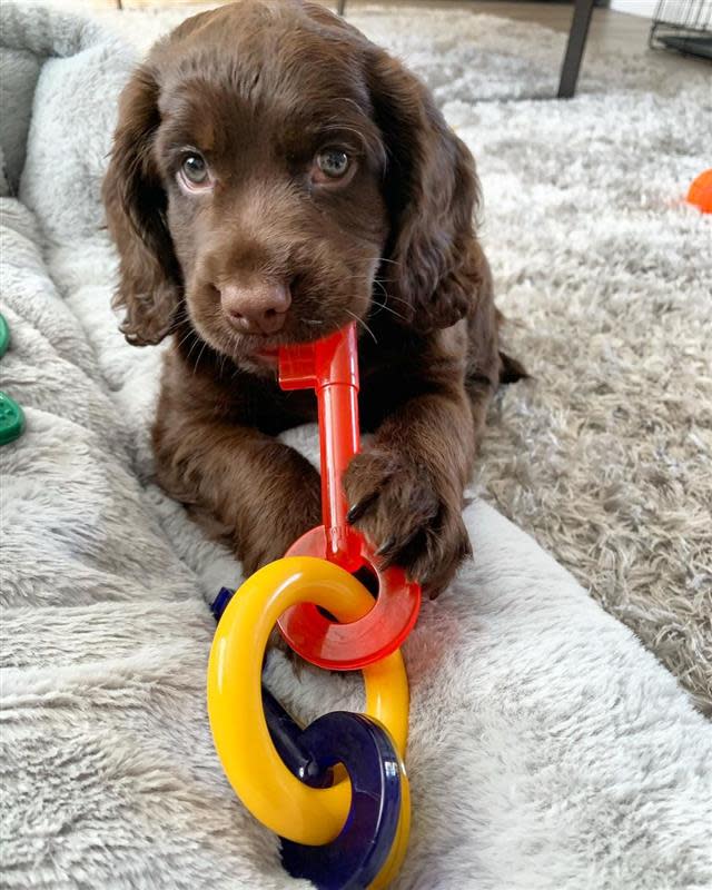 Nylabone Just for Puppies Teething Chew Dog Toy Keys Bacon, view 2