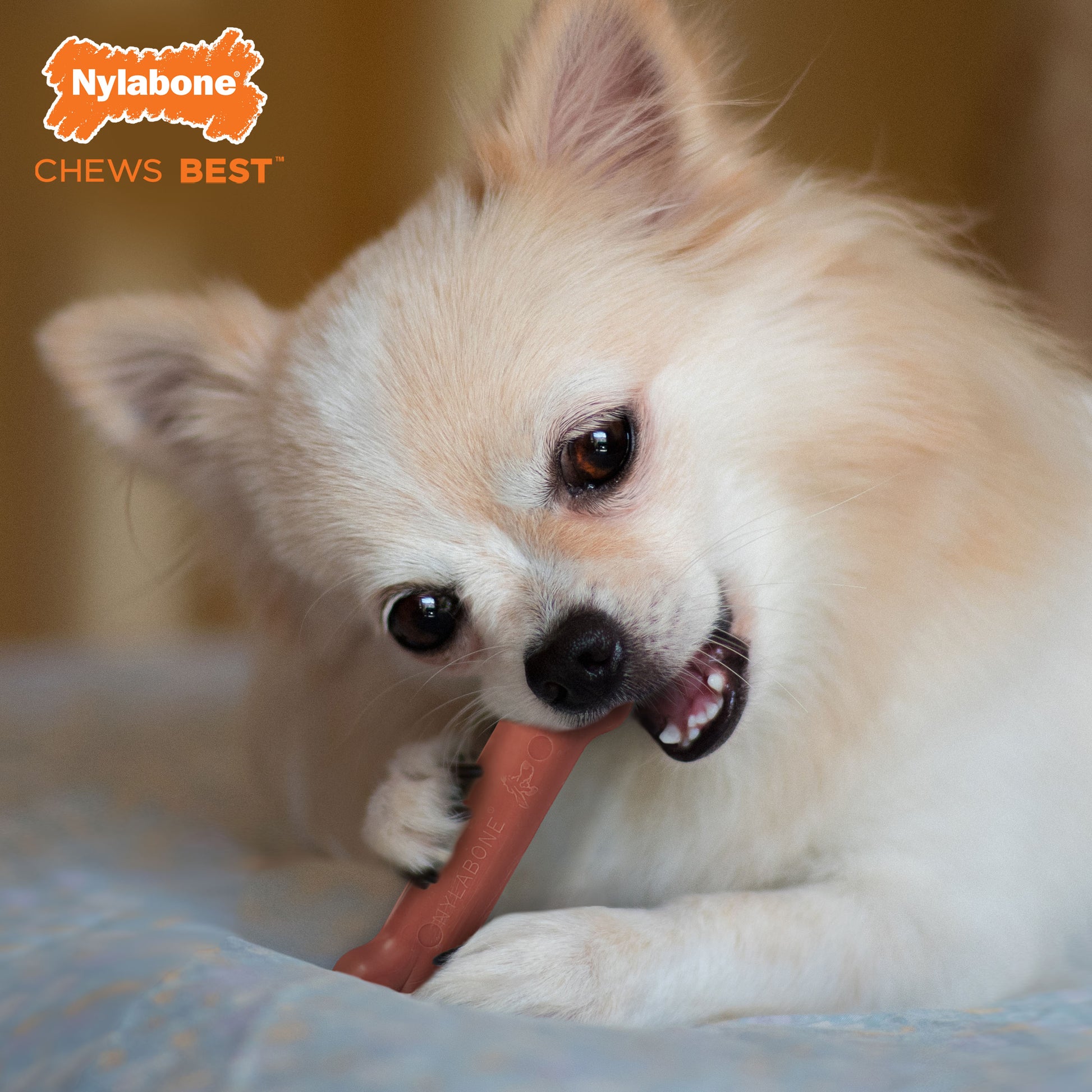 Nylabone Power Chew Dog Toy Bacon, X-Small/Petite up to, 15 lb 1 ct, view 3