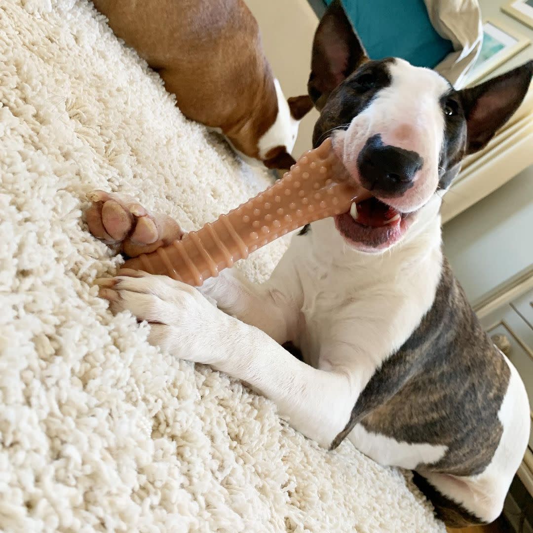 Nylabone Power Chew Dog Toy Bacon, X-Large/Souper, 50 lb 1 ct, view 3