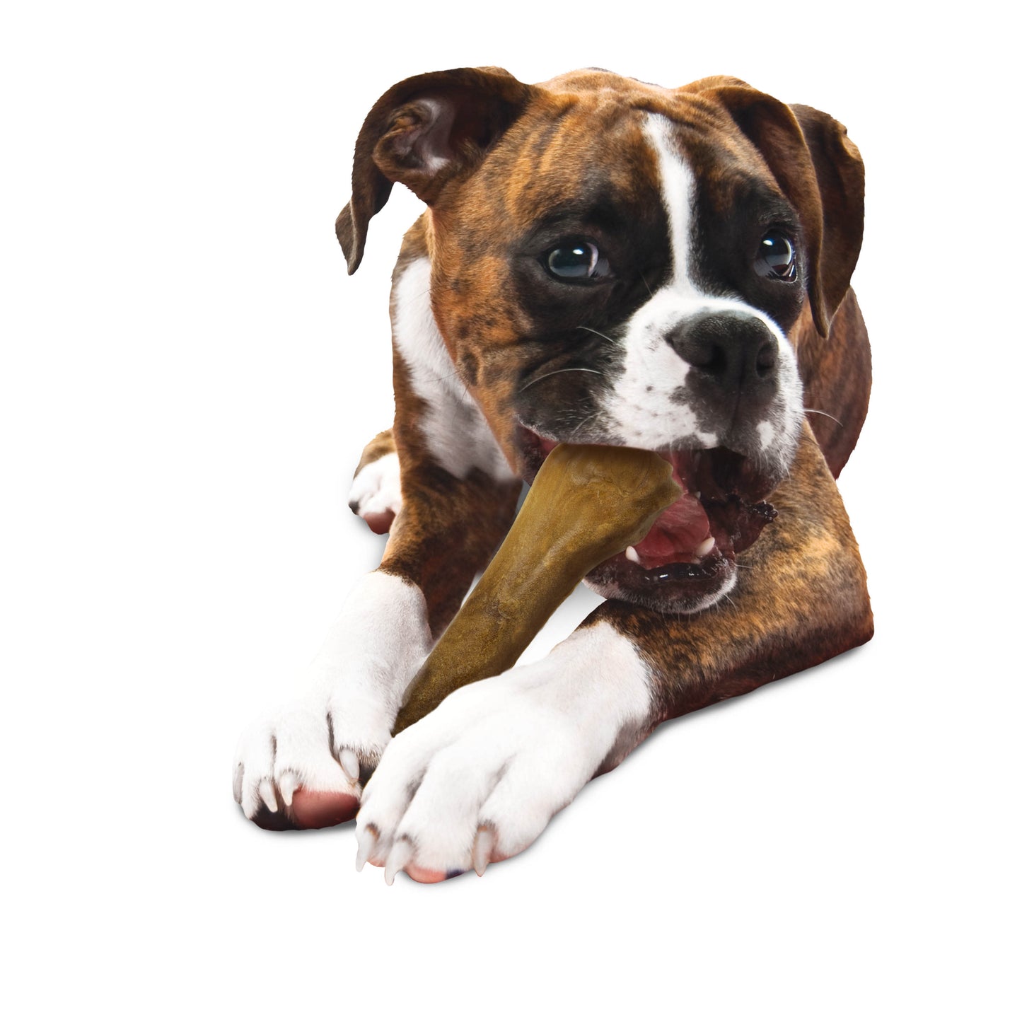 Nylabone Healthy Edibles All-Natural Long Lasting Dog Chew Treats 1 ct, view 4