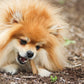 Nylabone Healthy Edibles All-Natural Long Lasting Dog Chew Treats, view 2